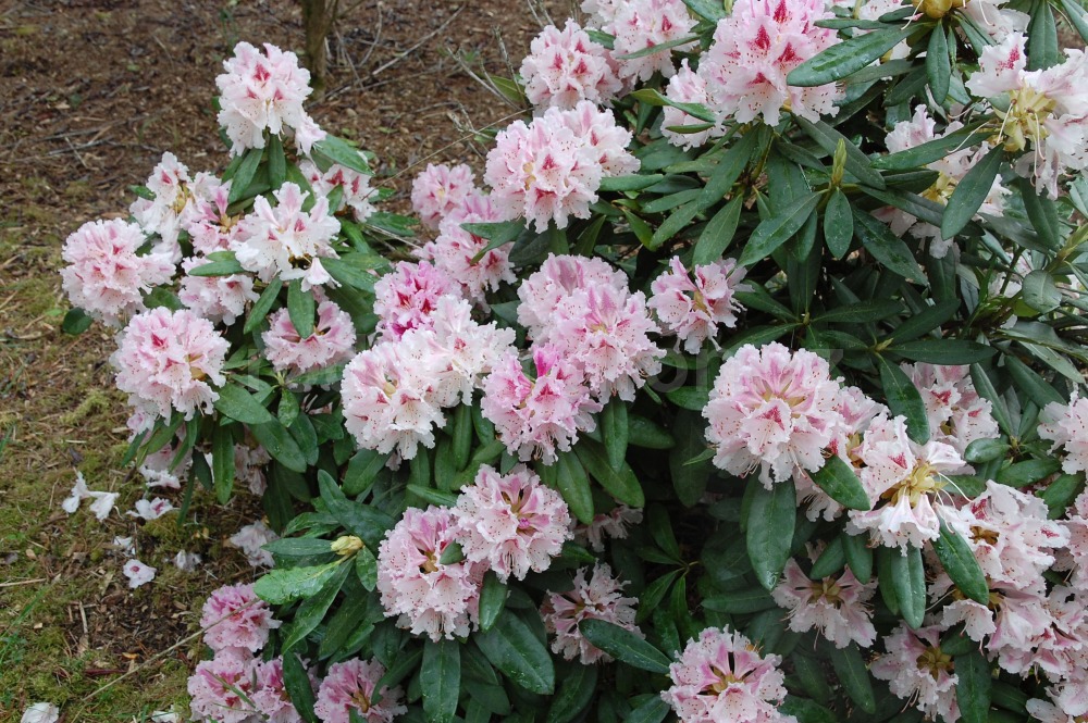 Rododendron Vivatella