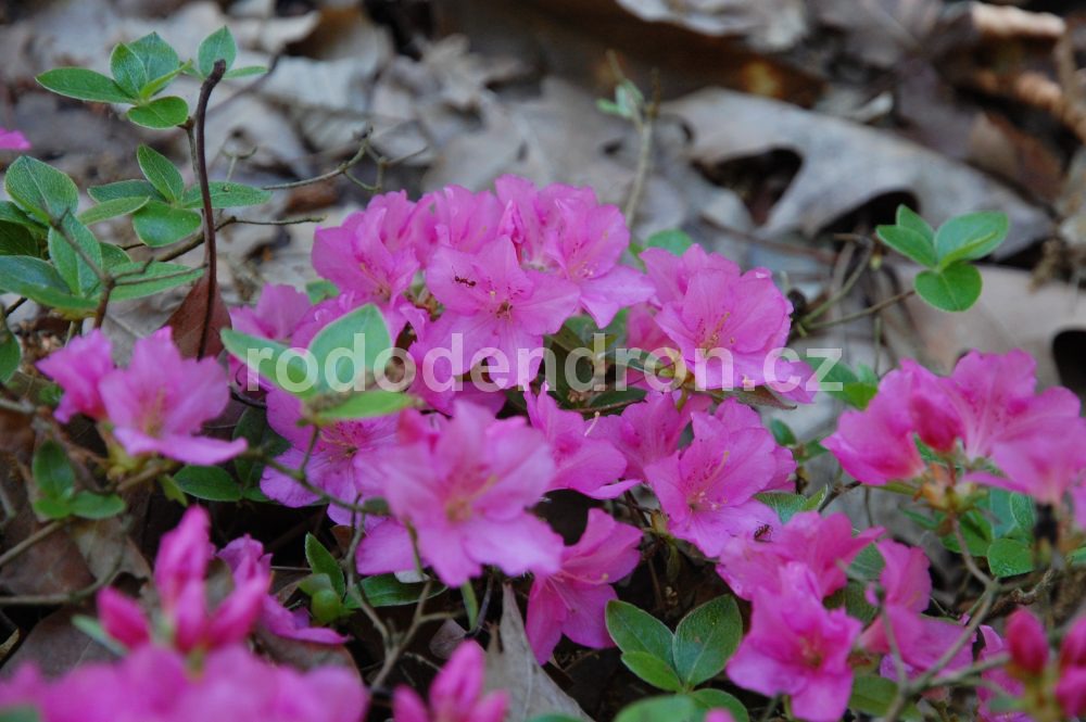 Rododendron Vltava
