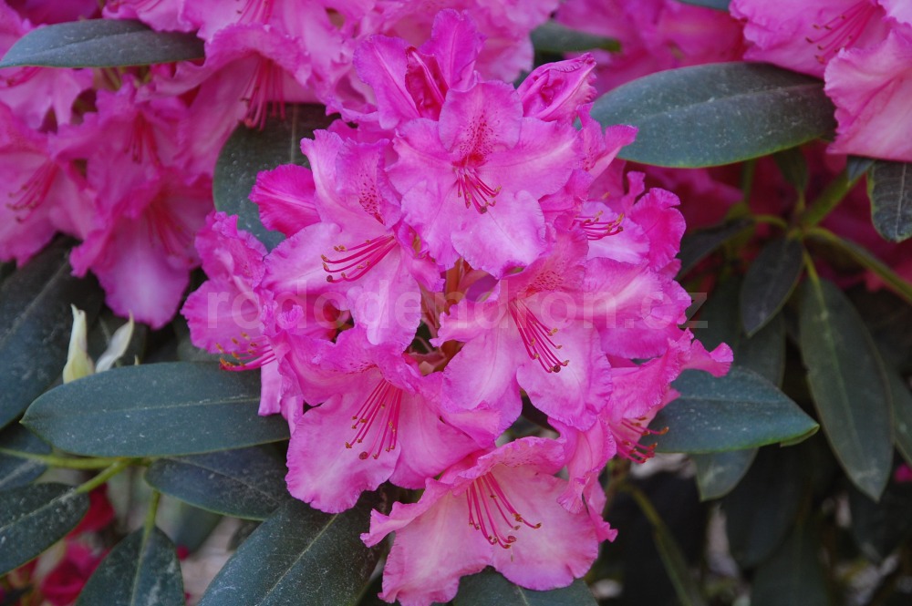 Rododendron Walhure (Walkure)