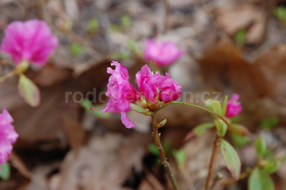 Rododendron Westons Pink Diamond