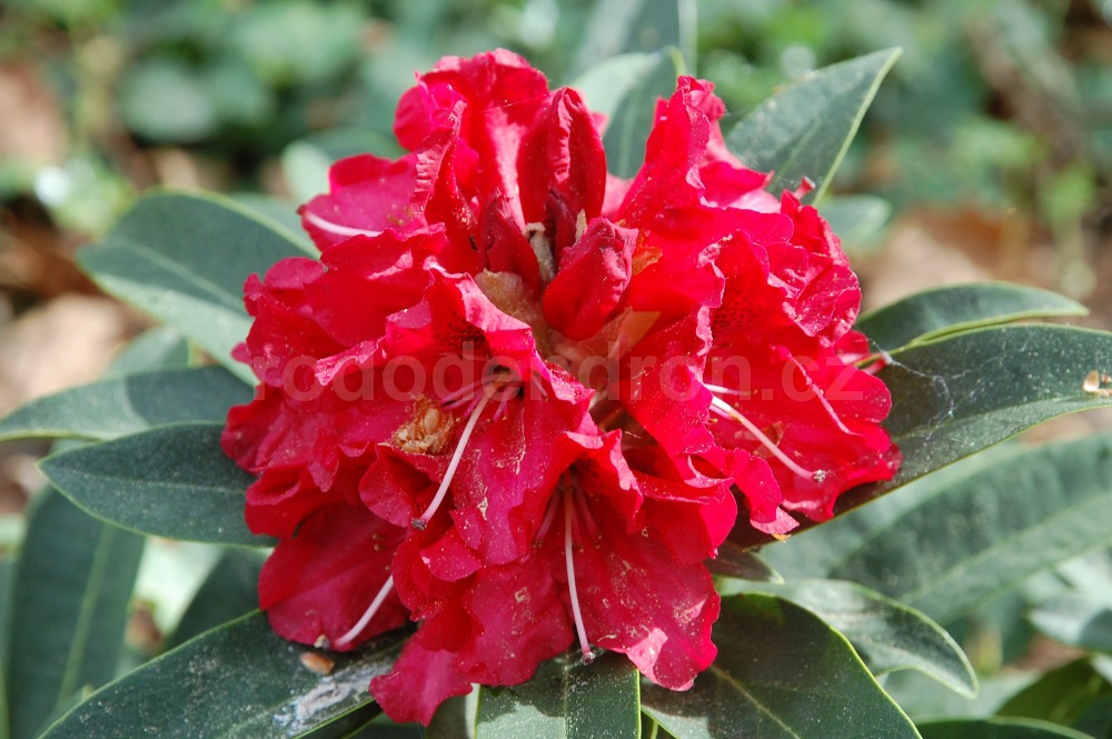Rododendron Wilgens Ruby