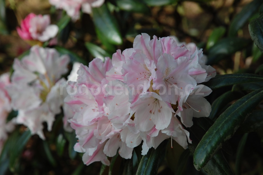 Rododendron Yaku Queen