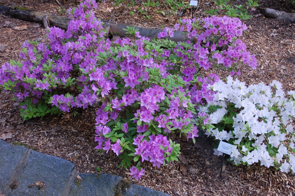 Rododendron Yedoense