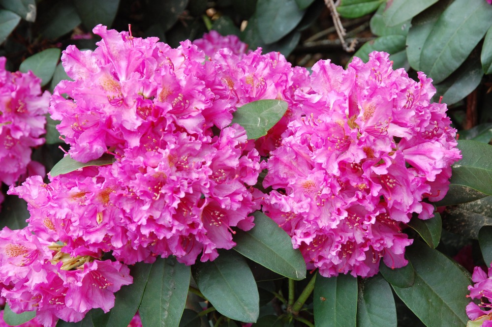 Rododendron D. Heinje