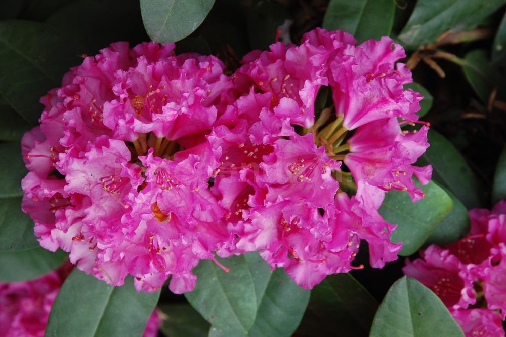 Rododendron D. Heinje