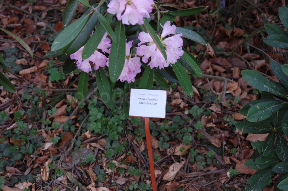 Rododendron Adenopodum