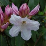 rododendron admiral piet hein3586