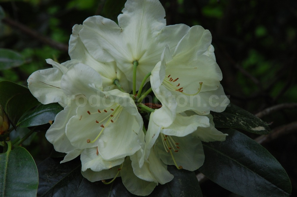 Rododendron Adriaan Koster