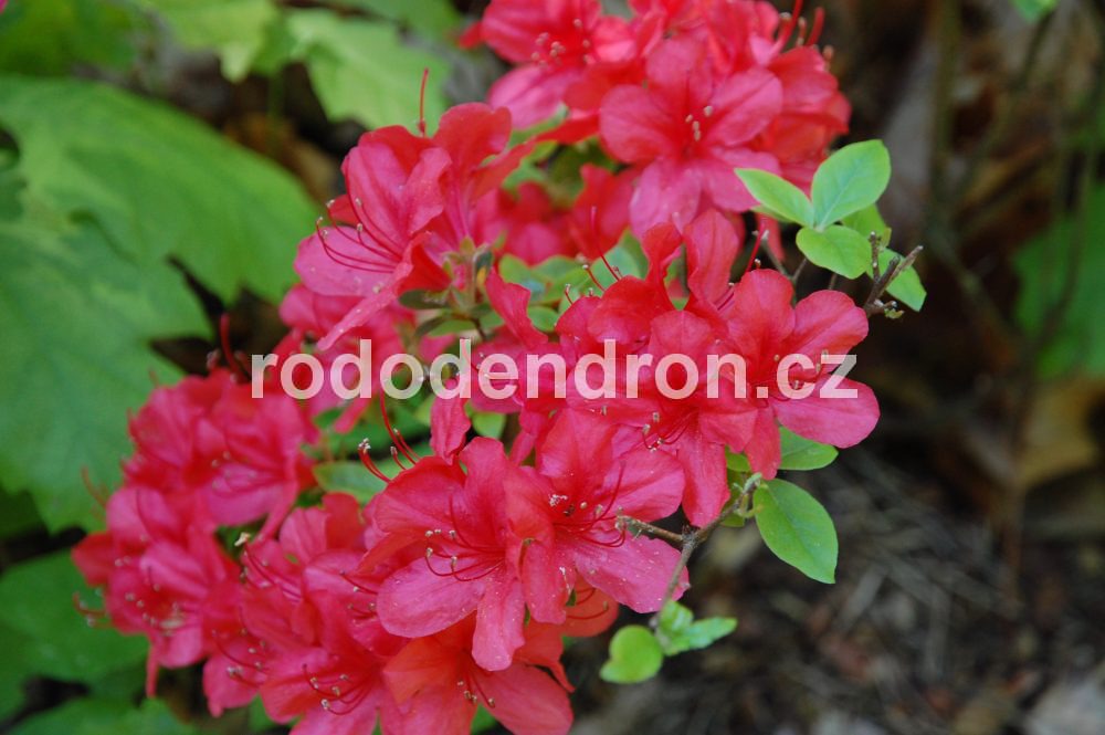 Rododendron Aladin