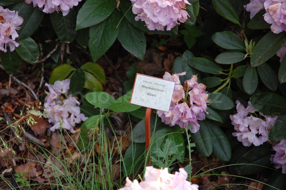 Rododendron Albert Schweitzer