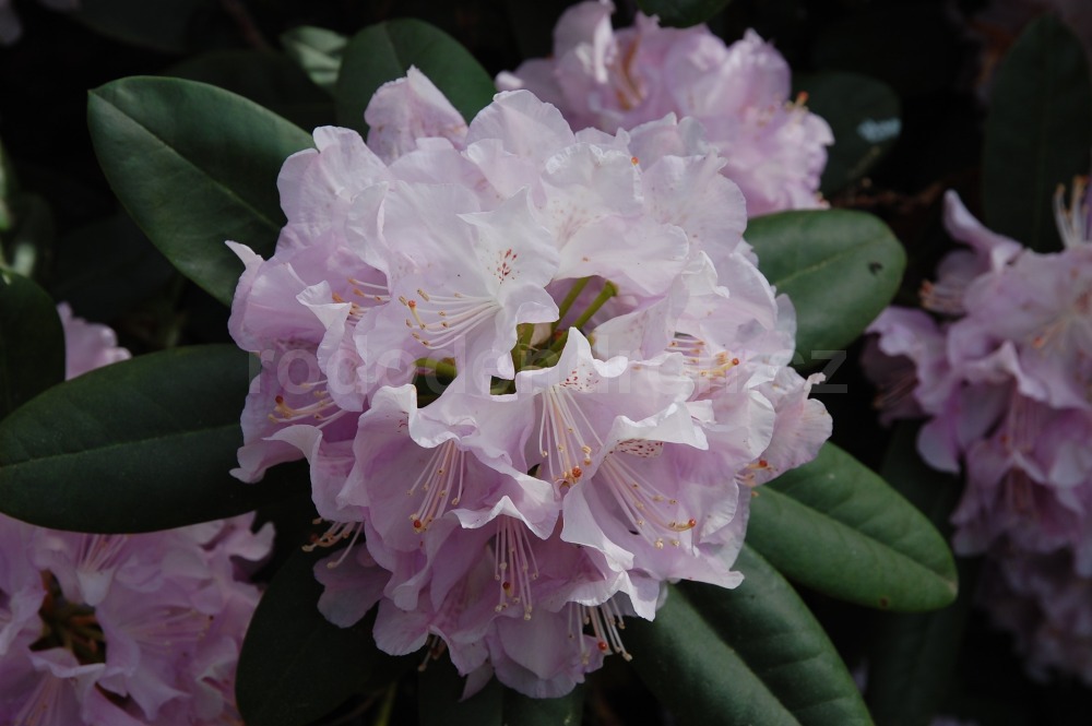 Rododendron Albert Schweitzer