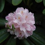 Rododendron Album Grandiflorum