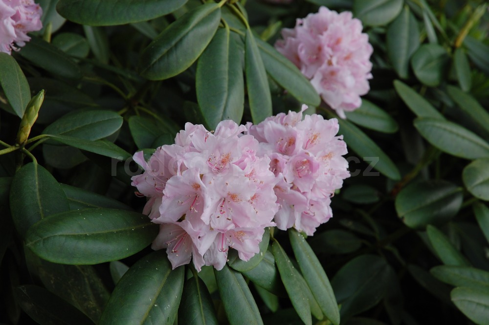 Rododendron Album Grandiflorum