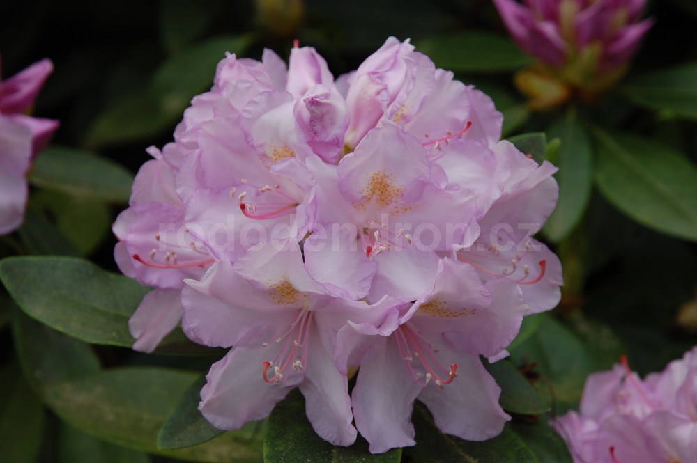 Rododendron Album Novum
