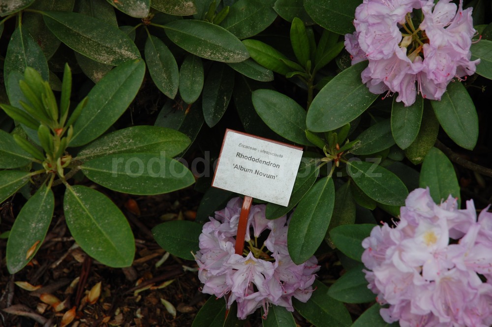 Rododendron Album Novum