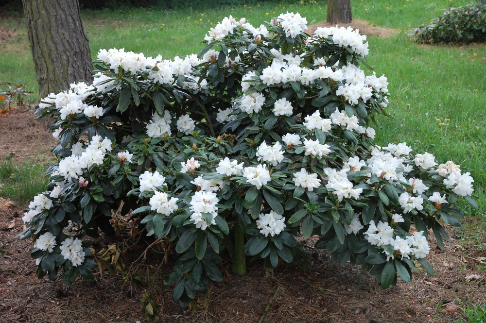 Rododendron Alena