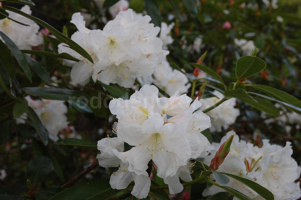 rododendron alena 3665