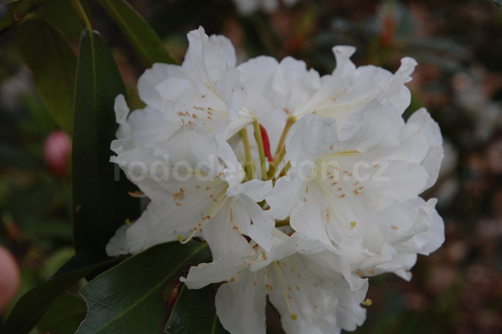 Rododendron Alena