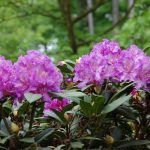 rododendron alfred 3689