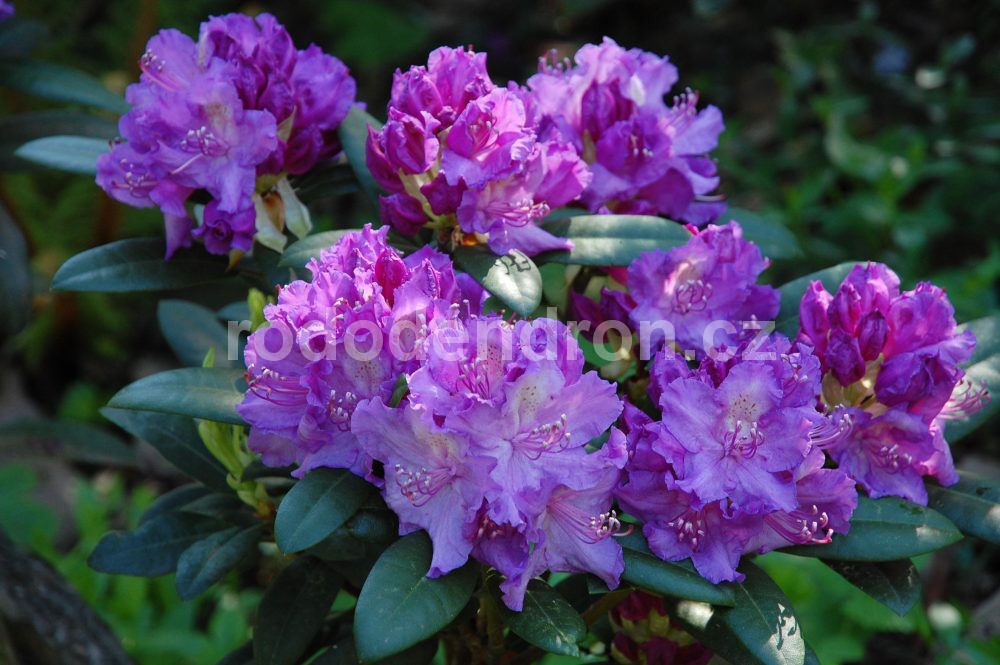 Rododendron Alfred