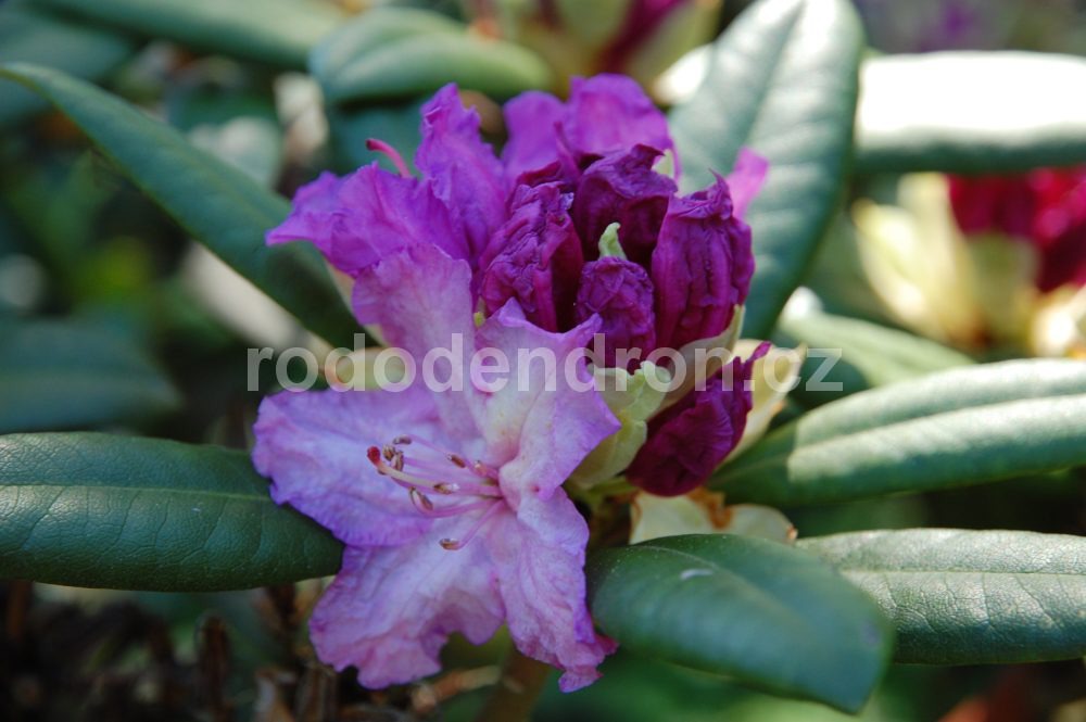 Rododendron Alfred