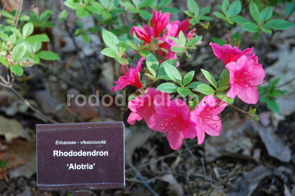 Rododendron Alotria
