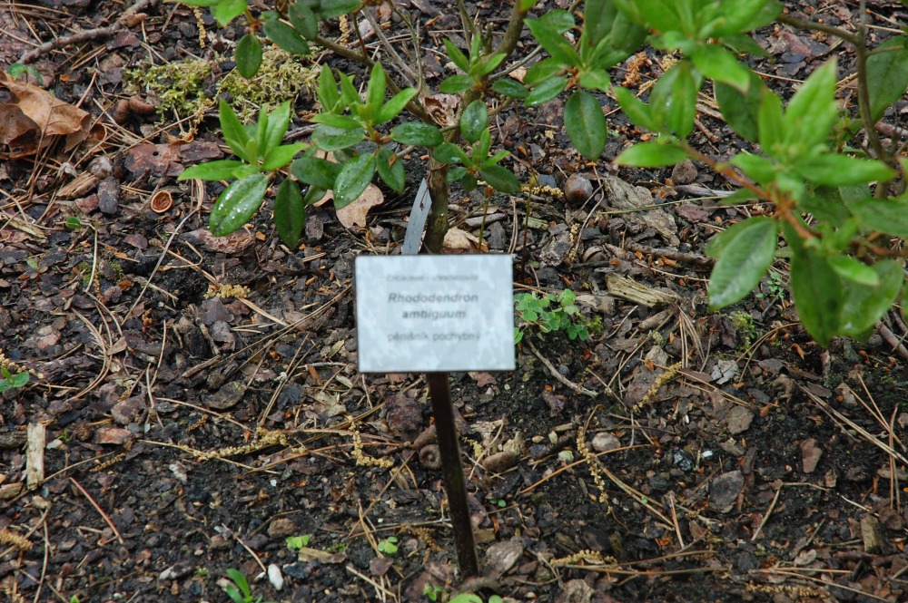 Rododendron Ambiguum