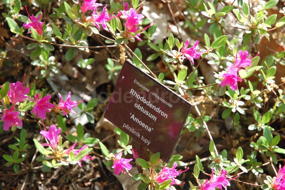 Rododendron Amoena