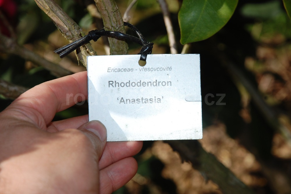 Rododendron Anastacia