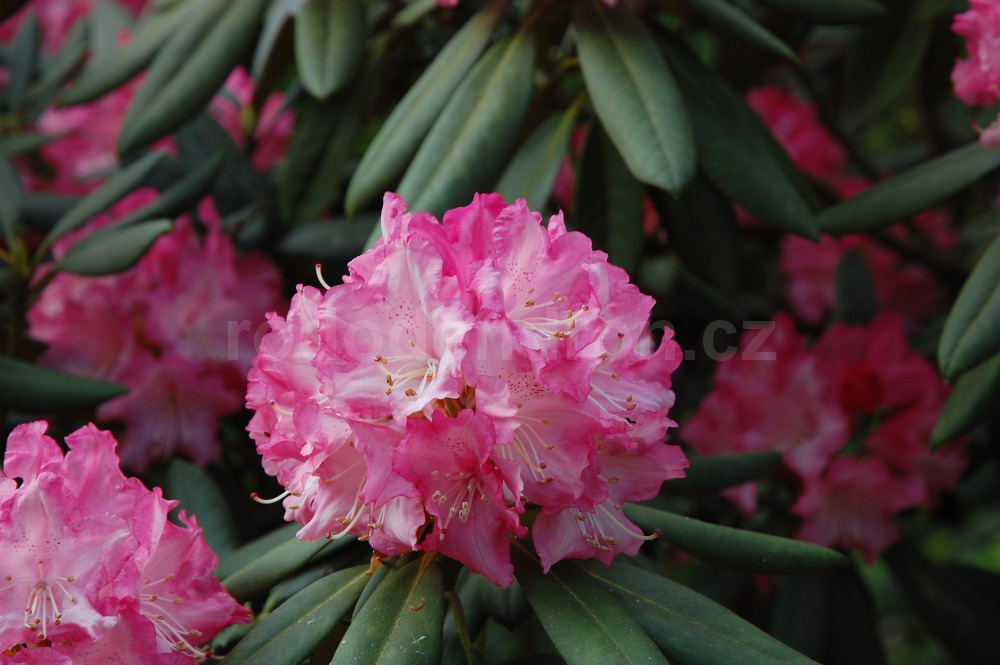 Rododendron Anilin
