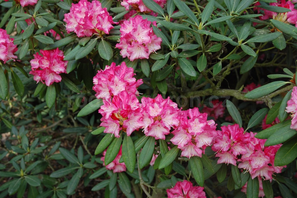 Rododendron Anilin