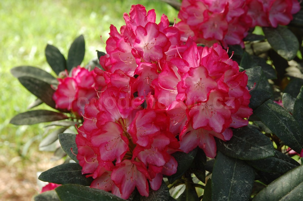 Rododendron Ann Lindsay