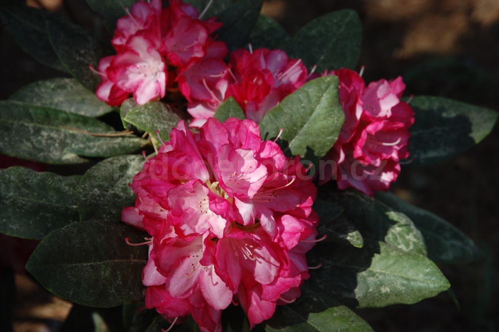 Rododendron Ann Lindsay