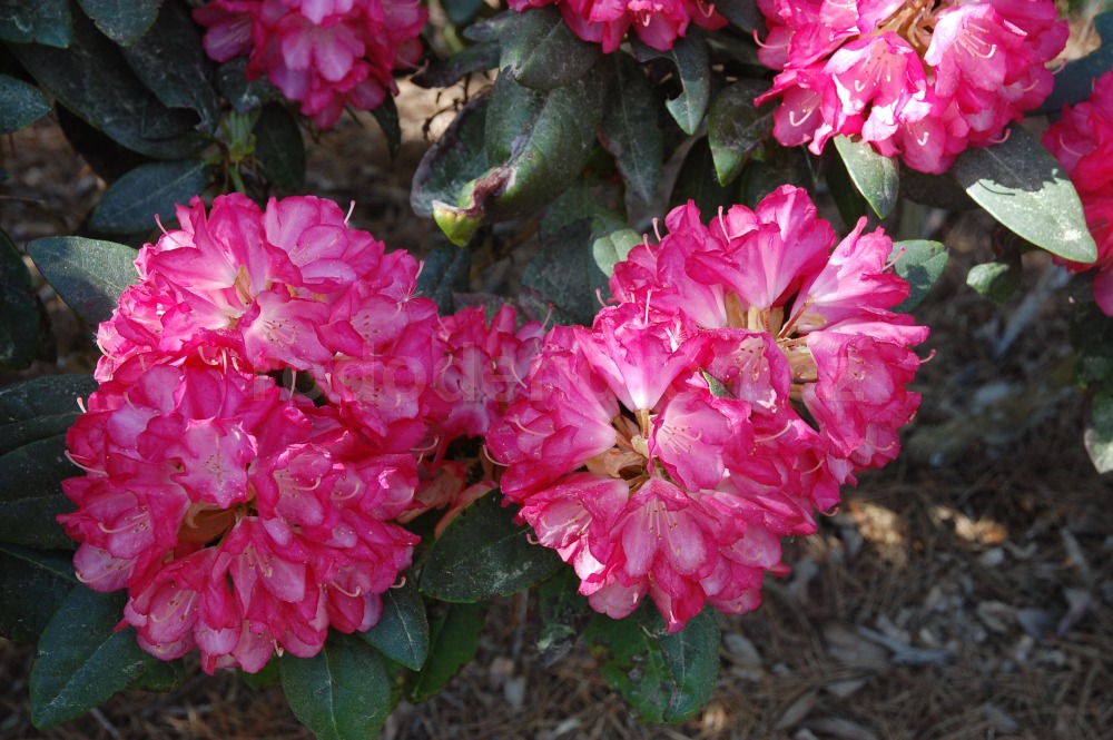 rododendron ann lindsay 3742