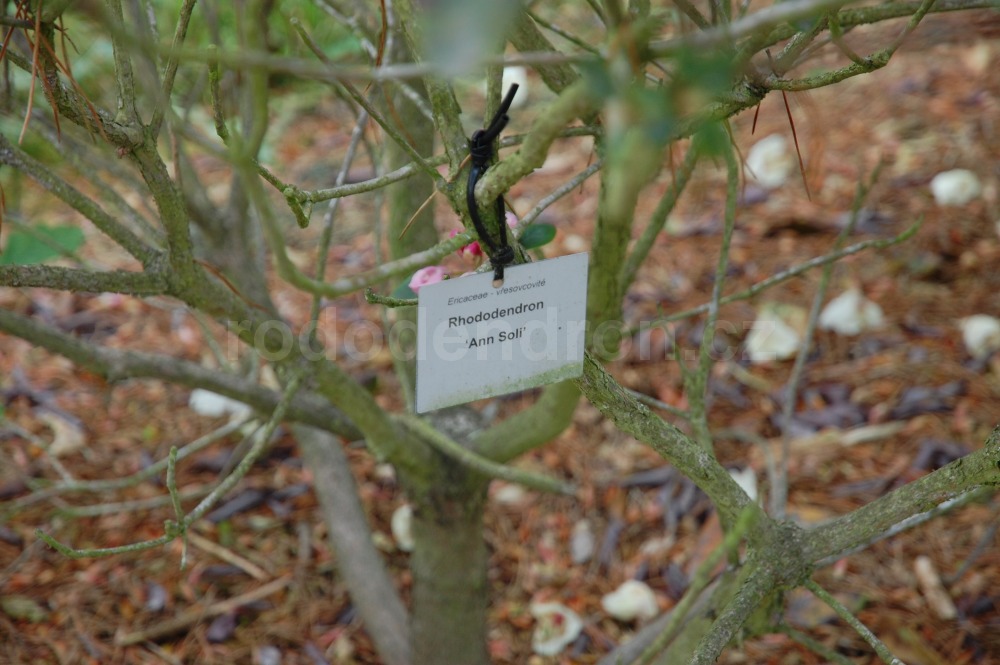 Rododendron Ann Soli