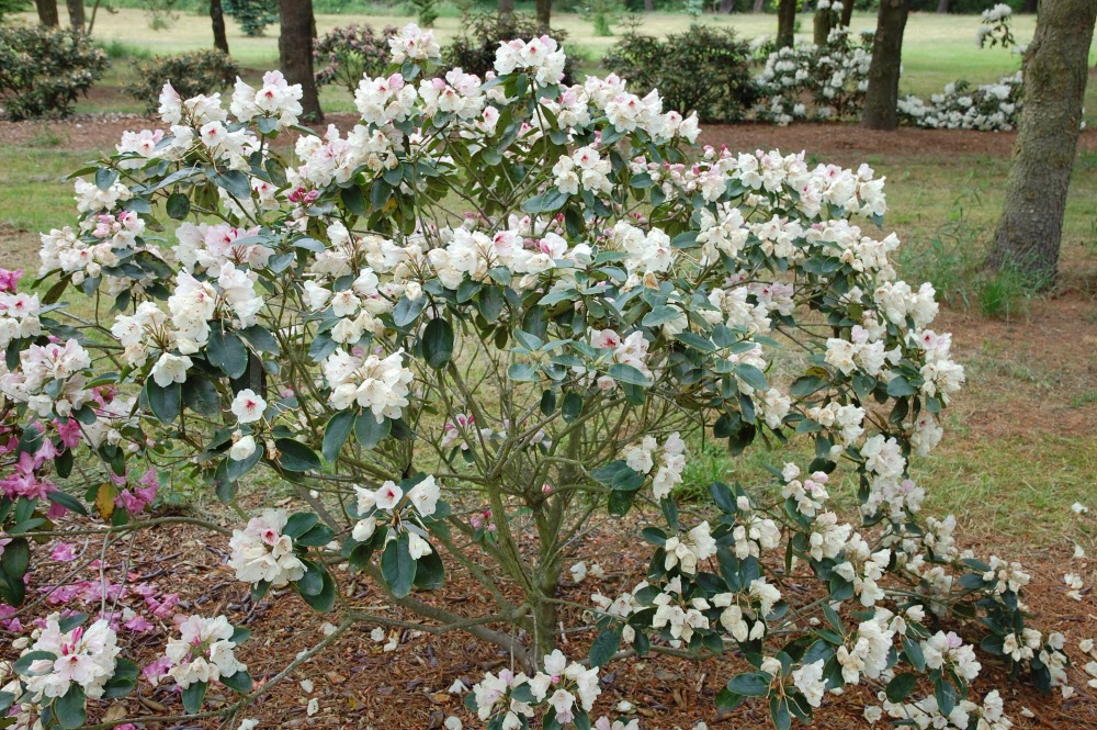 Rododendron Ann Soli