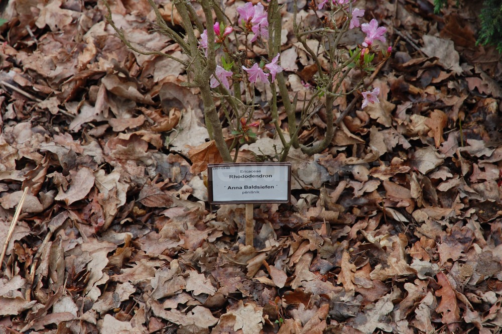 Rododendron Anna Baldsiefen