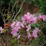 Rododendron Anna Baldsiefen