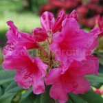 Rododendron Anna Rose Whitney