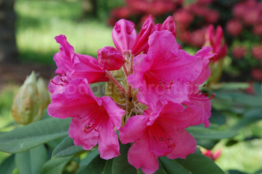 Rododendron Anna Rose Whitney