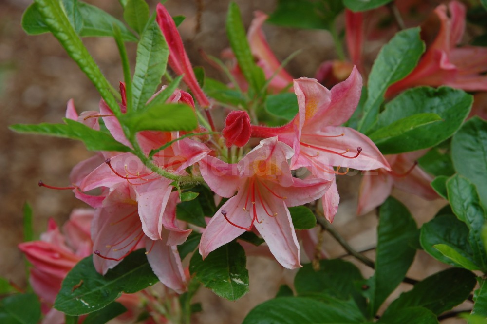 Rododendron Antilope