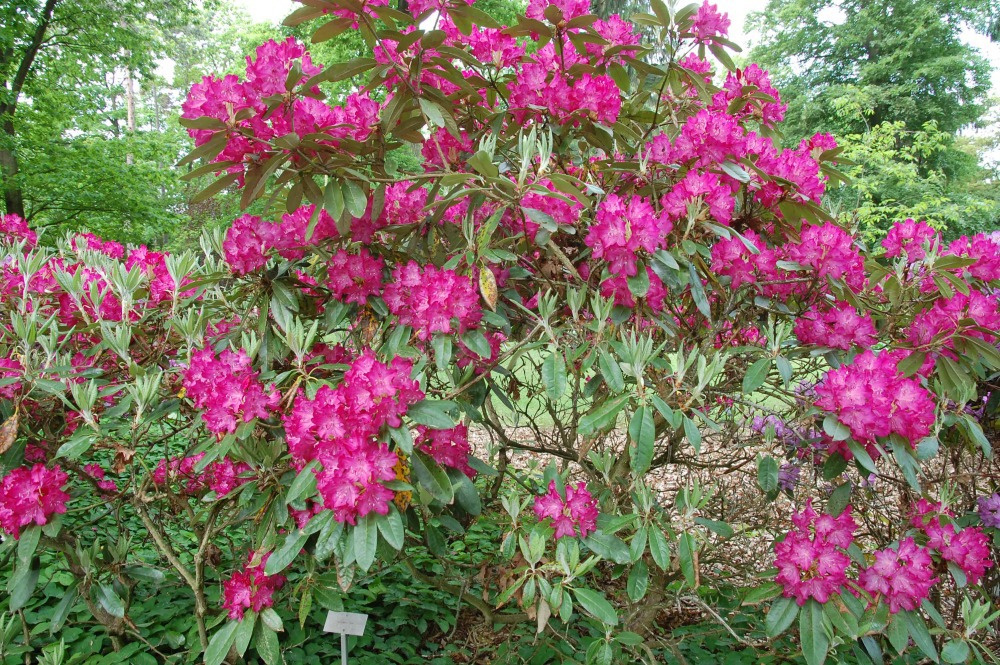 Rododendron Antonín Dvořák