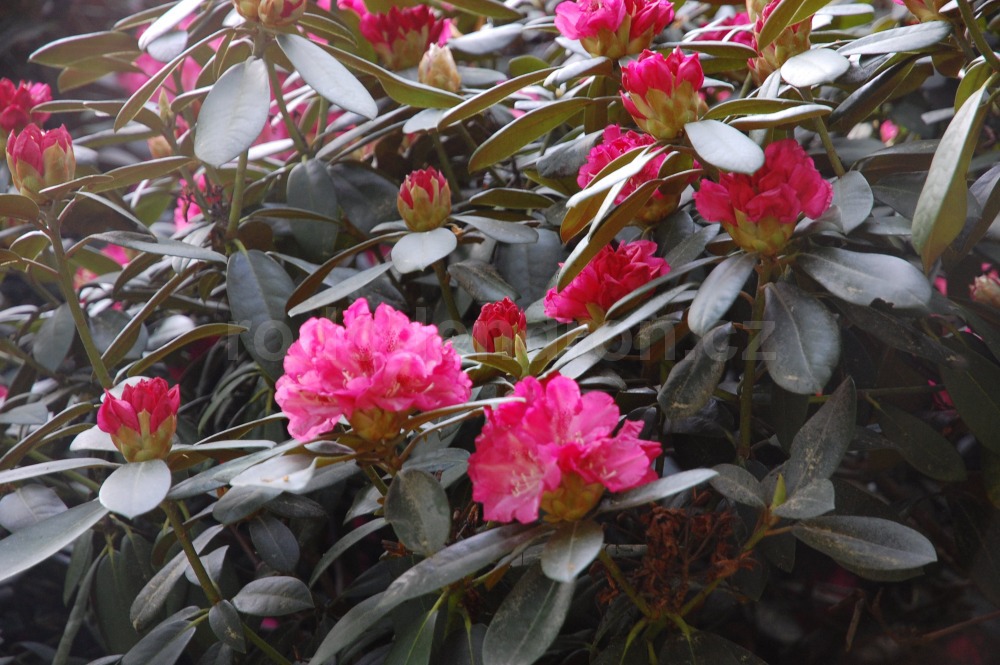 Rododendron Anushka