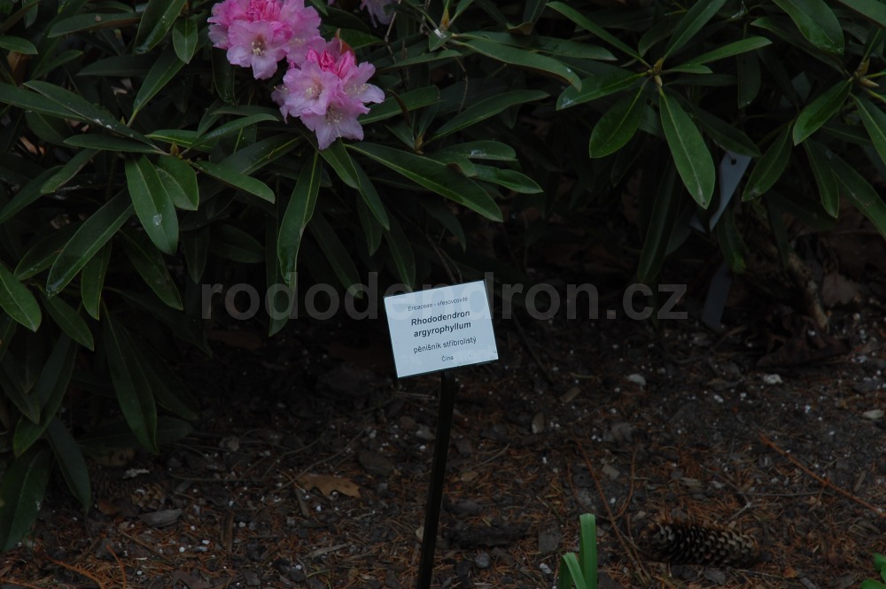 Rododendron Argyrophyllum