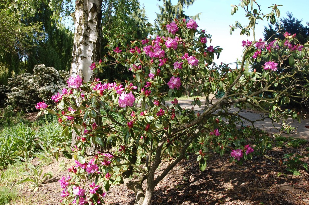 Rododendron Arnošt Silva Tarouca