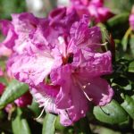 rododendron arnott silva tarouca 3838