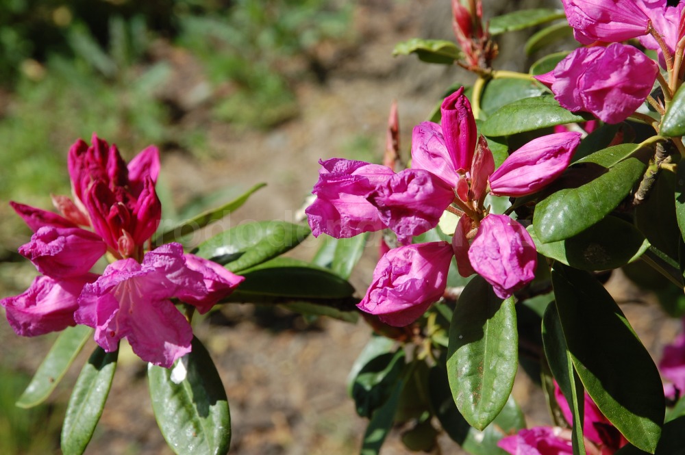 Rododendron Arnošt Silva Tarouca