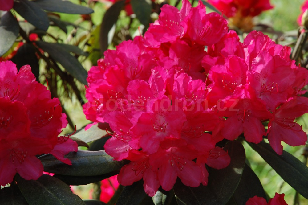 Rododendron Astrid