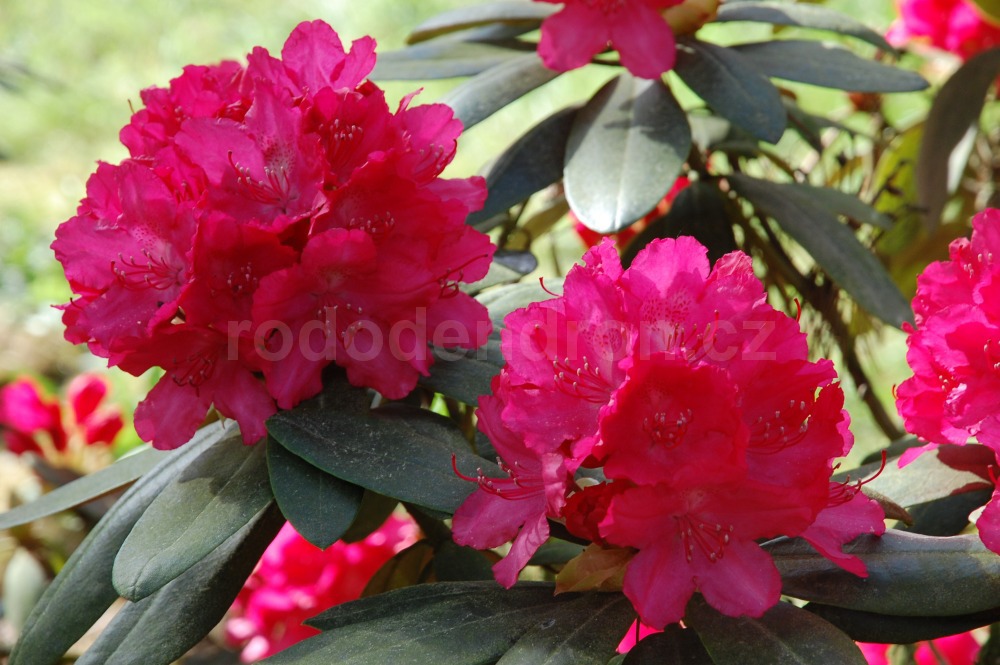 Rododendron Astrid