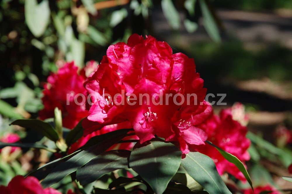 Rododendron Aurora